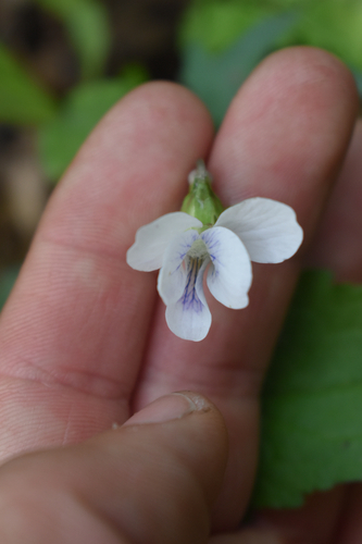 Viola palmata iNat (3)
