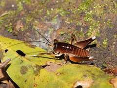 Penalva flavocalceata