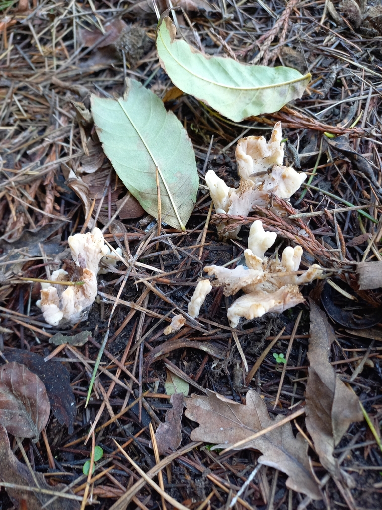 Clavulina rugosa · April 2025 · photo: © meurkc (iNaturalist, cc-by)