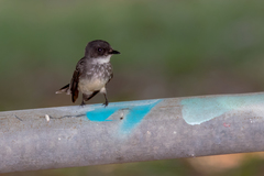 Rhipidura rufiventris