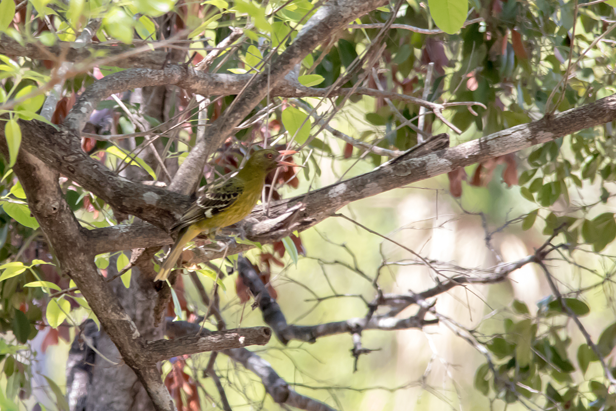 Green Oriole illustration