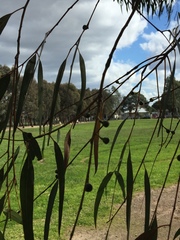 Eucalyptus viminalis pryoriana