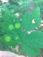 Drisina glutinosa