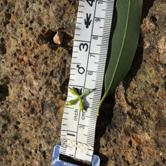 Eucalyptus viminalis pryoriana