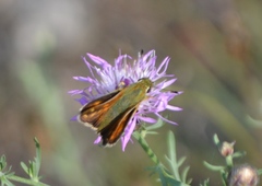 Hesperia comma