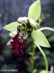Image of Eulophia flabellata