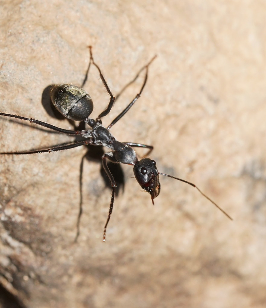 Notostigma carazzii