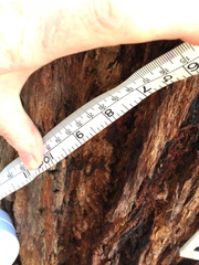 Eucalyptus viminalis pryoriana