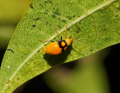 Monolepta oculata
