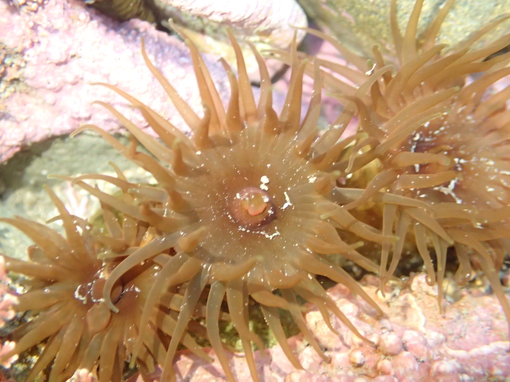 Olive Anemone