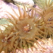 Olive Anemone - Photo (c) Tony Wills, some rights reserved (CC BY-SA), uploaded by Tony Wills