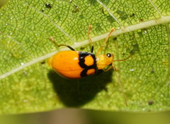 Monolepta oculata