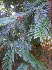Taxus baccata