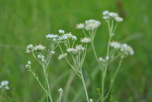 Image of Carolina Woollywhite (Hymenopappus scabiosaeus) by (c) beth_snow, some rights reserved (CC BY)