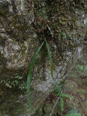 Notogrammitis angustifolia