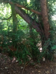 Taxus baccata