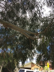 Eucalyptus viminalis pryoriana