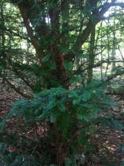 Taxus baccata