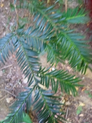 Taxus baccata