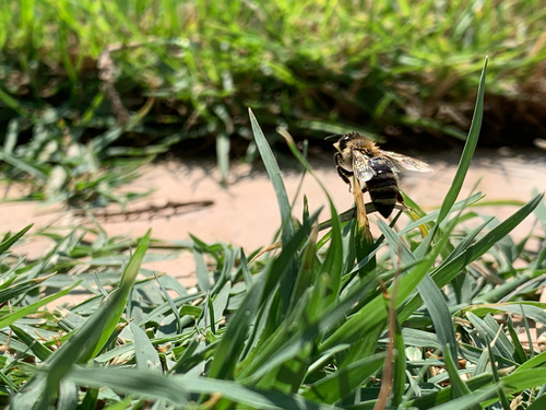 Western Honey Bee