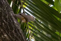 Colluricincla megarhyncha