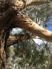 Eucalyptus viminalis pryoriana