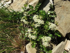 Gingidia decipiens