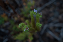 Phacelia ixodes