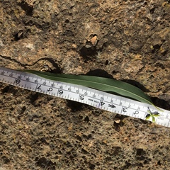 Eucalyptus viminalis pryoriana