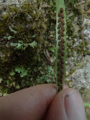 Notogrammitis angustifolia