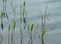 Alisma gramineum