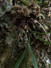 Notogrammitis angustifolia