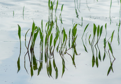 Alisma gramineum
