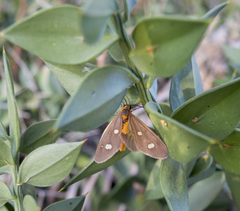 Dysauxes famula