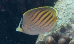 Chaetodon pelewensis