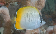 Chaetodon guentheri