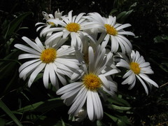 Dolichoglottis scorzoneroides