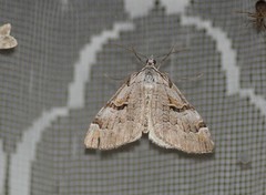 Aplocera praeformata