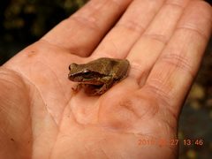 Ranoidea pearsoniana