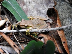 Ranoidea pearsoniana