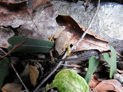 Ranoidea pearsoniana