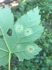 Drisina glutinosa