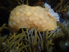 Doris wellingtonensis