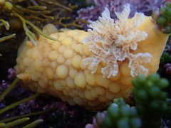 Doris wellingtonensis