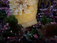 Doris wellingtonensis