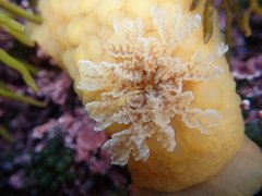 Doris wellingtonensis