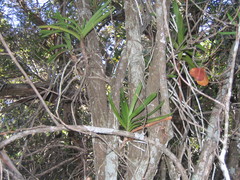 Tridactyle tricuspis