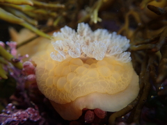 Doris wellingtonensis