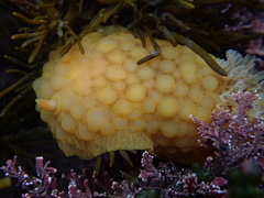 Doris wellingtonensis