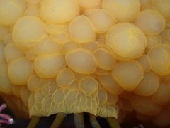 Doris wellingtonensis